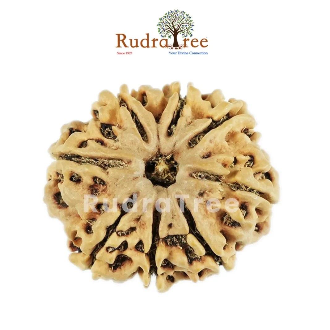 Certified Rudraksha Bannerghatta Road